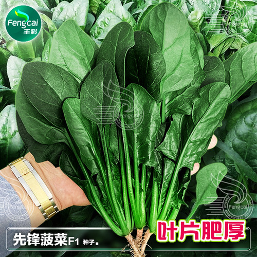 杂交菠菜籽种子波菜耐寒抗病秋季冬季四季秋后种植盆栽蔬菜种籽孑
