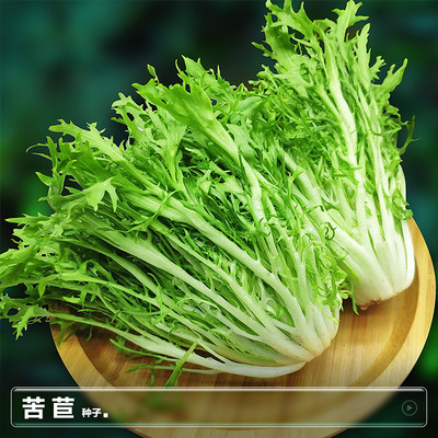 苦菊菜种子苦苣种籽养生野菜籽四季春季阳台盆栽疏菜蔬菜种孑大全