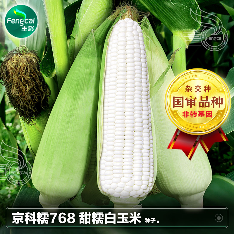 京科糯768白甜糯玉米种子黏糯甜