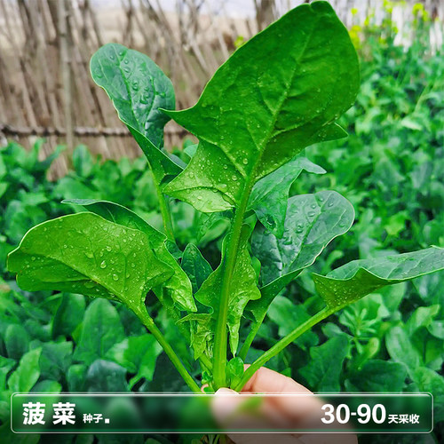 耐寒速生菠菜春秋种植可轻松过冬