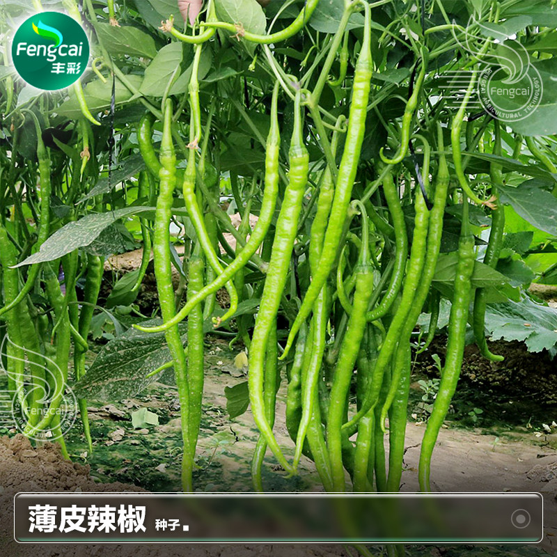 薄皮二金条辣椒种籽二荆条线椒种子苗春季四季种植蔬菜籽种孑大全