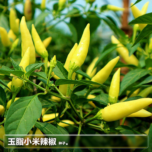 小米辣椒种子野山椒食用观赏很辣