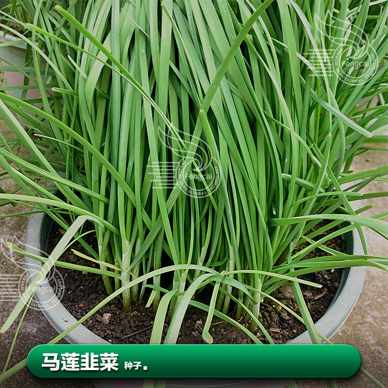 紫根韭菜种 子籽四季种子种籽跟苗籽儿盆栽蔬菜苗籽种孑籽仔大全,农用物资,蔬菜种子/种苗,淘宝优惠券,粉丝福利购,淘宝优惠卷