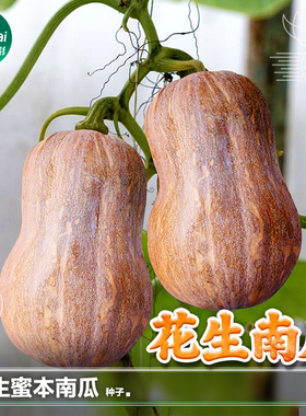 花生蜜本南瓜种子种籽粉甜小南瓜籽种春季阳台四季蔬菜籽种孑大全