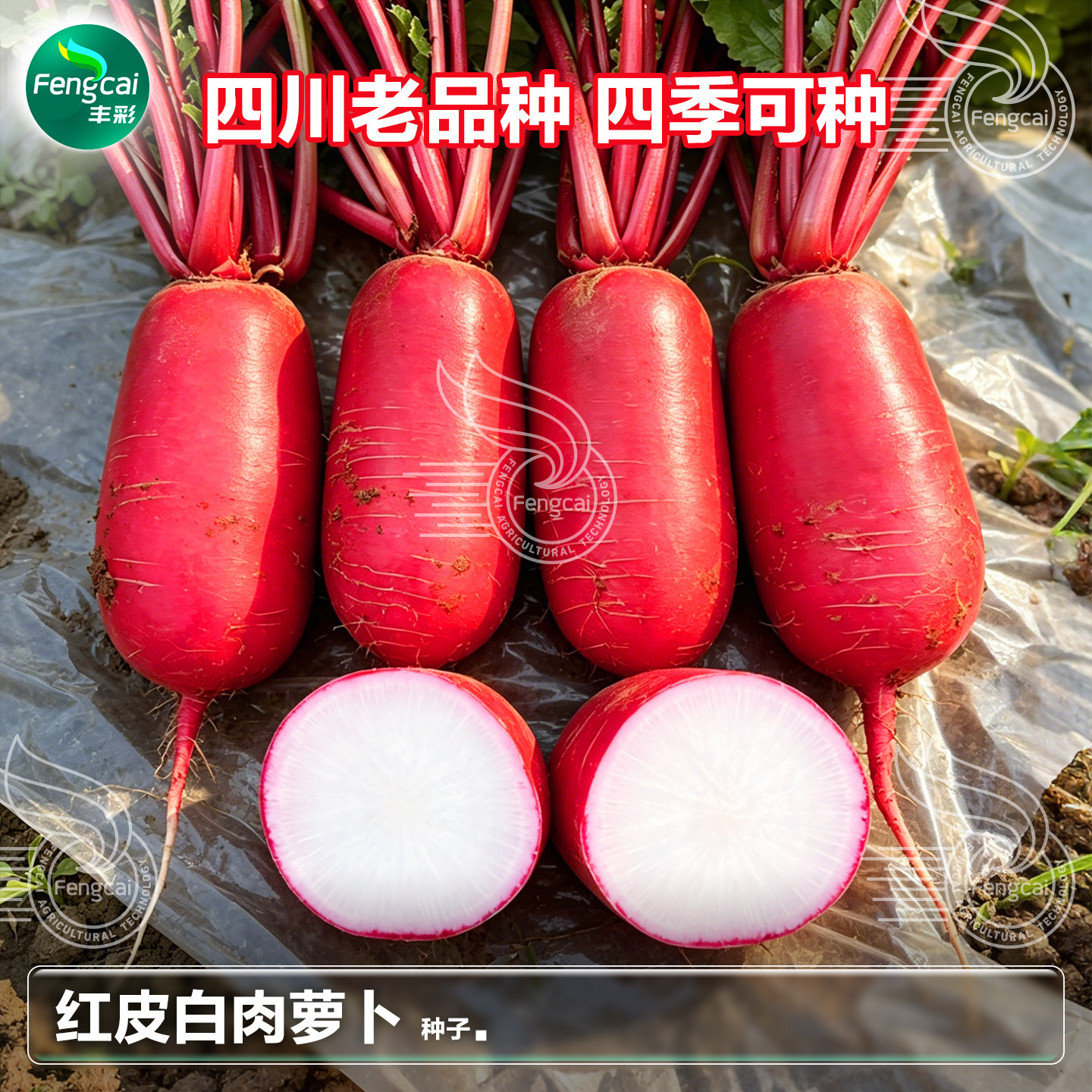 红皮白肉萝卜种子春夏秋季播种蔬菜籽种孑满身红四川泡菜萝卜种籽