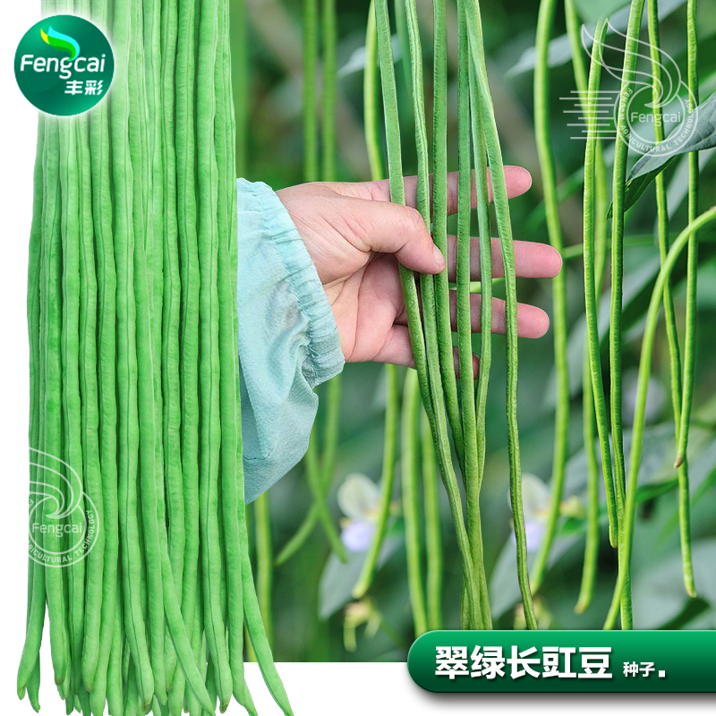 春秋长豇豆种子苗秧长豆角种籽四季豆春季阳台种植蔬菜籽种孑大全