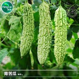 青苦瓜种子苗苹果白苦瓜种籽春季 阳台种植疏菜蔬菜籽种孑大全 四季
