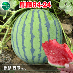 麒麟8424西瓜种子早熟超甜脆春夏季盆栽西瓜种孑懒汉麒麟西瓜种籽