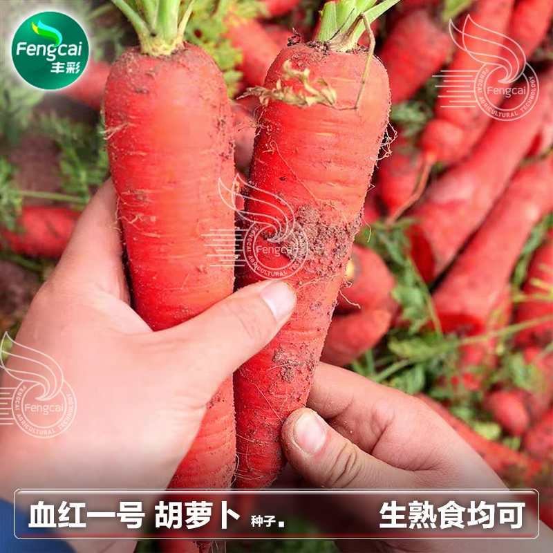 皮肉大红色口感甜脆生吃熟食均可