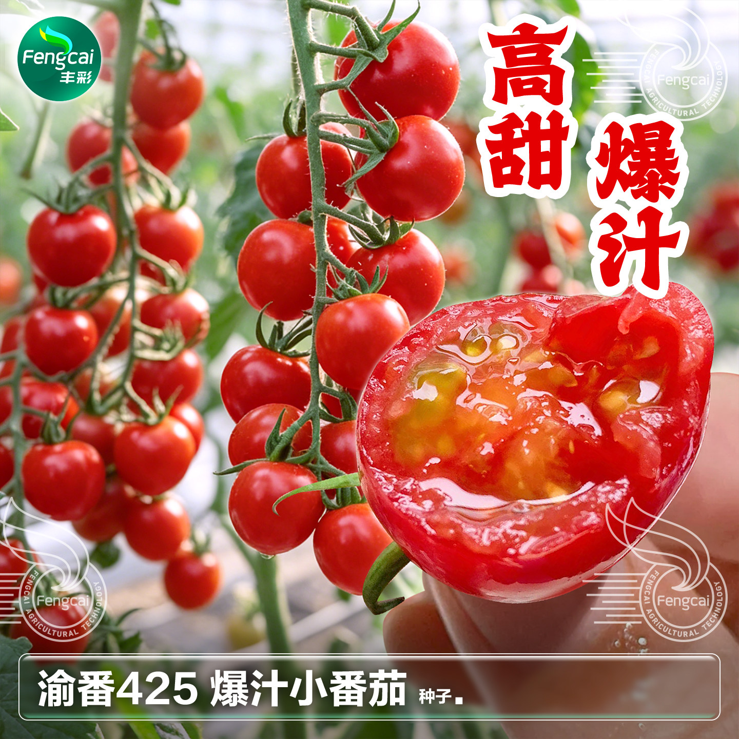 红色小番茄种籽爆汁高甜圣女果