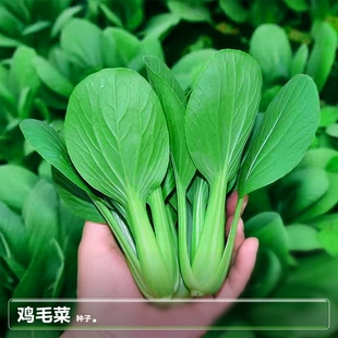 南方种植四季 蔬菜种籽孑子菜大全 鸡毛菜种子籽阳台白菜小青菜春季