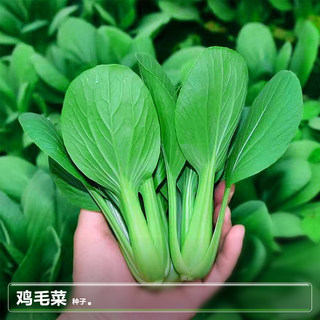 鸡毛菜种子种籽阳台白菜小青菜春季南方种植四季蔬菜籽菜种孑大全