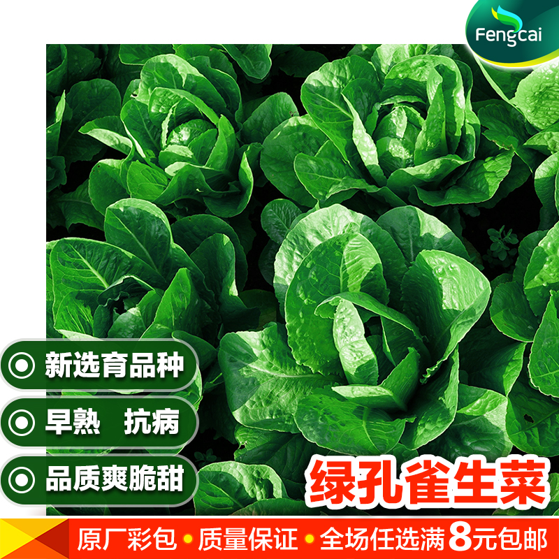 新育成品种绿孔雀生菜种籽罗马春季夏季秋季耐热味甜蔬菜良种子孑