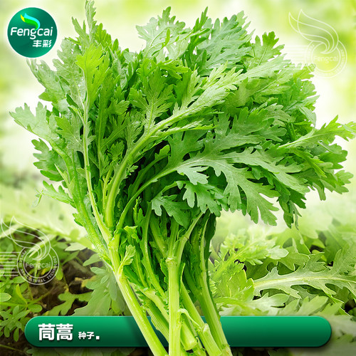 茼蒿种子速生蔬菜清香味美营养好