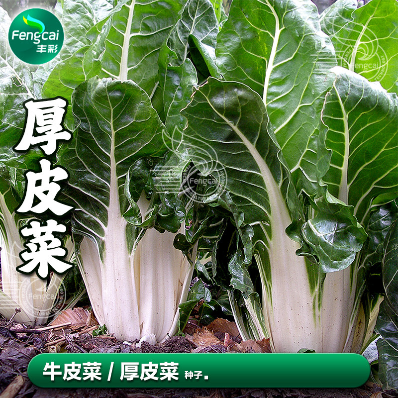 四川牛皮菜种子大叶厚皮菜种籽根达菜四季秋季种植蔬菜籽种孑大全