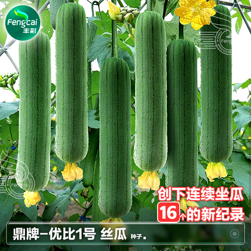 高产肉丝瓜种子单果约500g肉质好