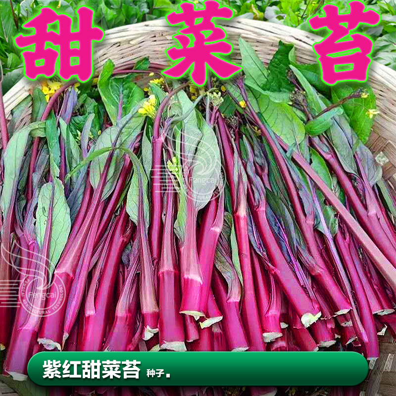 紫红油菜苔种子甜脆菜心秋季种植