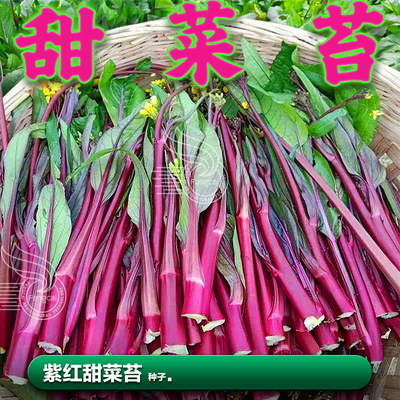 紫红油菜苔种子甜脆菜心秋季种植