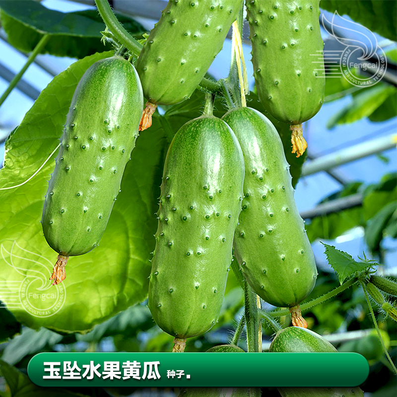 水果黄瓜种子子莱籽小黄瓜籽夏季阳台种植四季蔬菜种籽子孑大全-封面