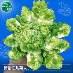 四川儿菜芥菜种子芽菜秋季蔬菜种孑儿菜籽大儿菜种籽临江儿菜种子