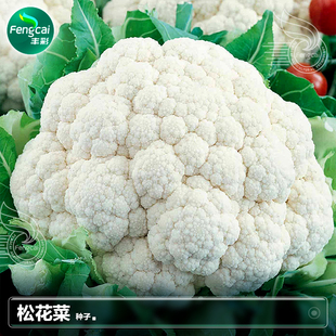 白散花菜籽种子籽西兰花苗春夏季阳台种植四季疏菜蔬菜种籽孑大全