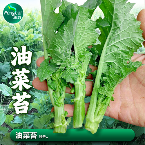 早熟油菜苔种子可采完菜苔收油菜