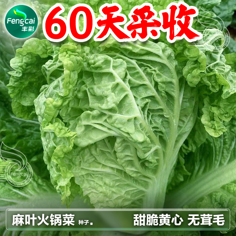 麻叶火锅菜种子皱叶大白菜蔬菜种