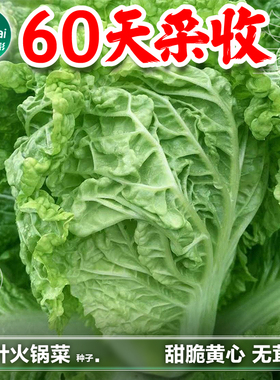 麻叶火锅白菜种籽皱叶大白菜籽秋季四季蔬菜籽种孑无筋麻叶菜种子