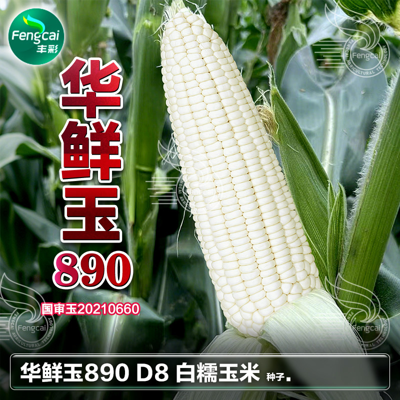 白糯甜玉米种子国审品种非转基因