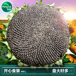 葵花籽种籽食用向日葵种孑矮大头油葵种子高产大粒四季春季蔬菜籽