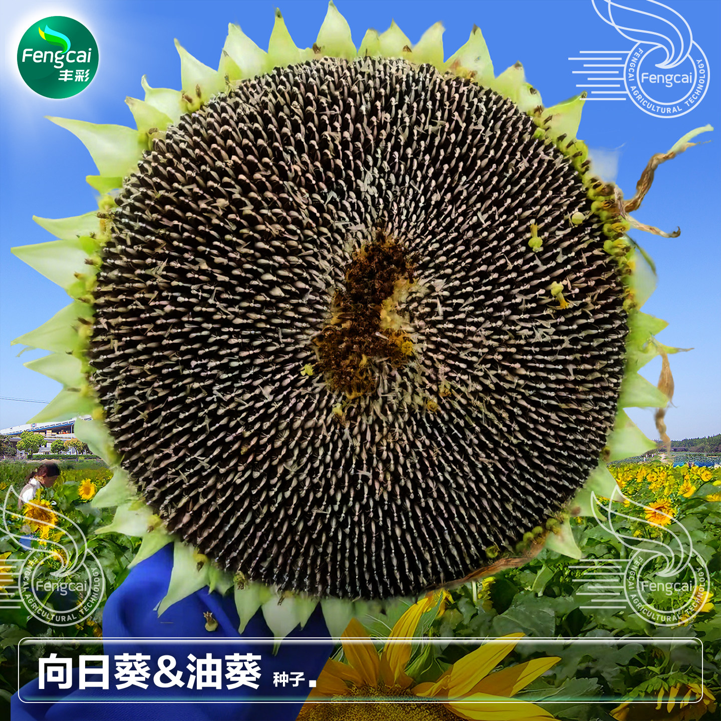 油用向日葵种子耐旱抗倒伏矮大头