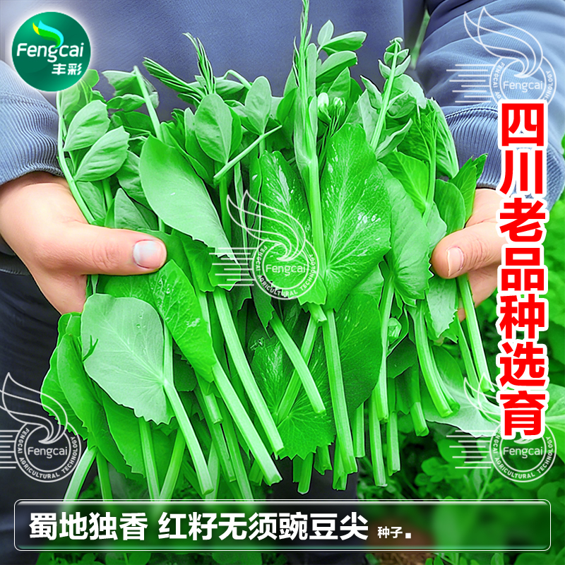 四川大无须豌豆尖种籽秋季豌豆苗