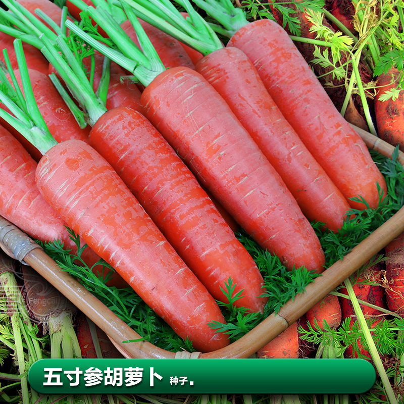 味脆甜四川胡萝卜籽红皮红肉细心