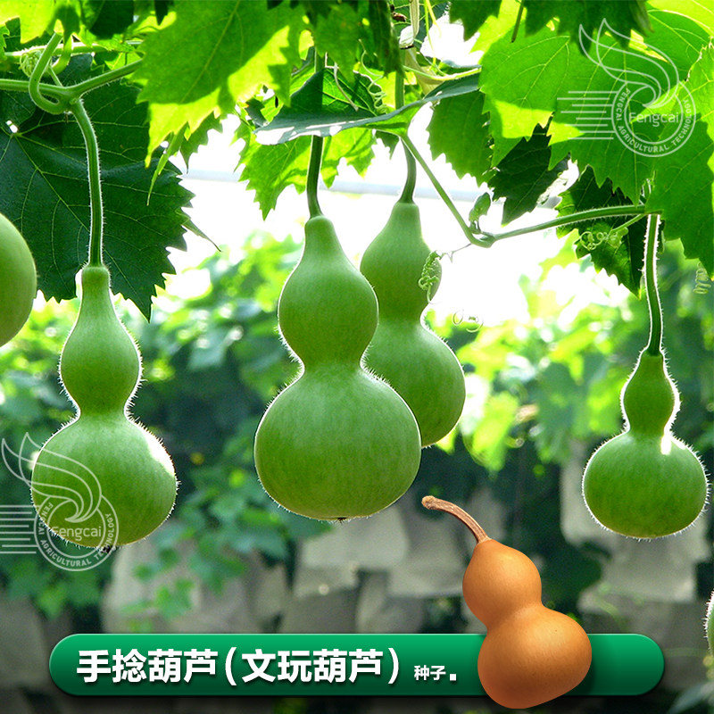 手捻葫芦种籽子文玩小葫芦种子春季阳台盆栽四季种 子蔬菜籽种孑