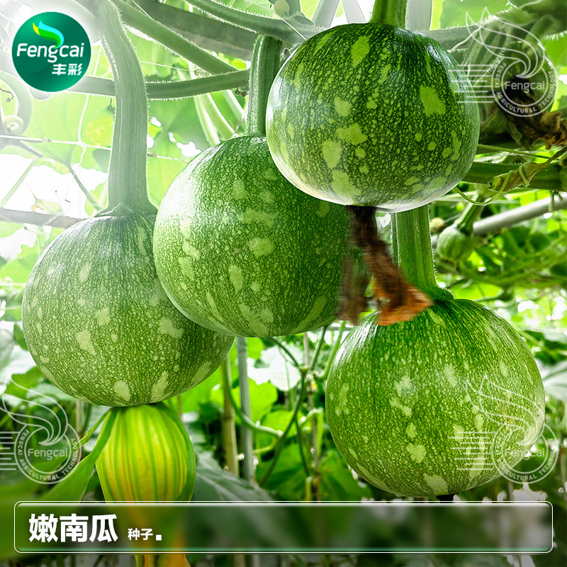 一串铃嫩早南瓜种子小南瓜春夏播