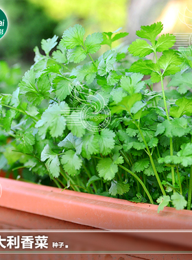 老品种四季香菜种子种籽大叶芫荽秋季秋后阳台盆栽蔬菜籽种孑大全