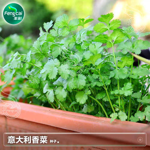 意大利香菜种子四季播种香味浓郁