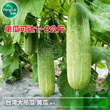 春季旱黄瓜种子农村土黄瓜种籽老品种大吊瓜青瓜种苗蔬菜种孑大全