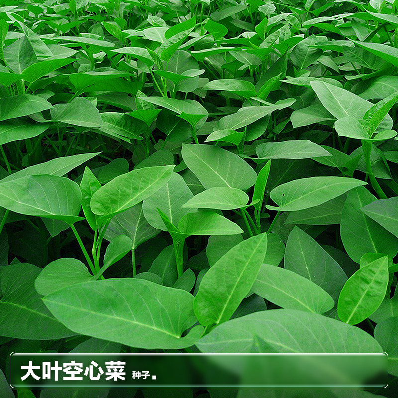 空心菜种籽子种子苗阳台水培种植夏季四季播种蔬菜籽疏菜种孑大全
