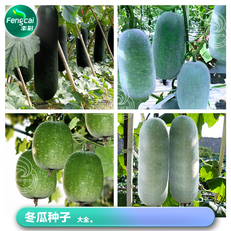 迷你小冬瓜种子籽粉皮黑皮大冬瓜种籽节瓜苗春季四季蔬菜种孑大全