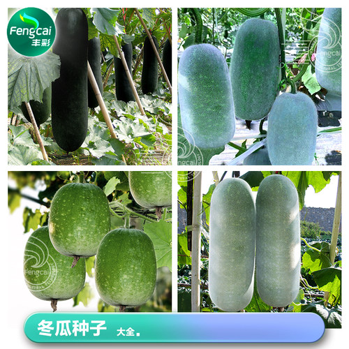 迷你小冬瓜种子籽粉皮黑皮大冬瓜种籽节瓜苗春季四季蔬菜种孑大全