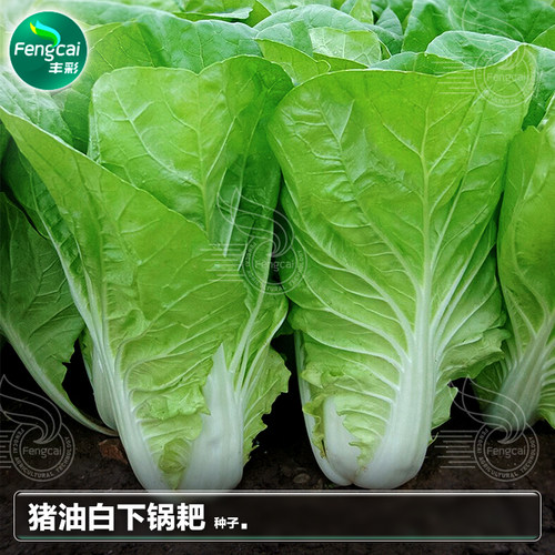 四季播种杂交奶油快菜下锅耙白菜