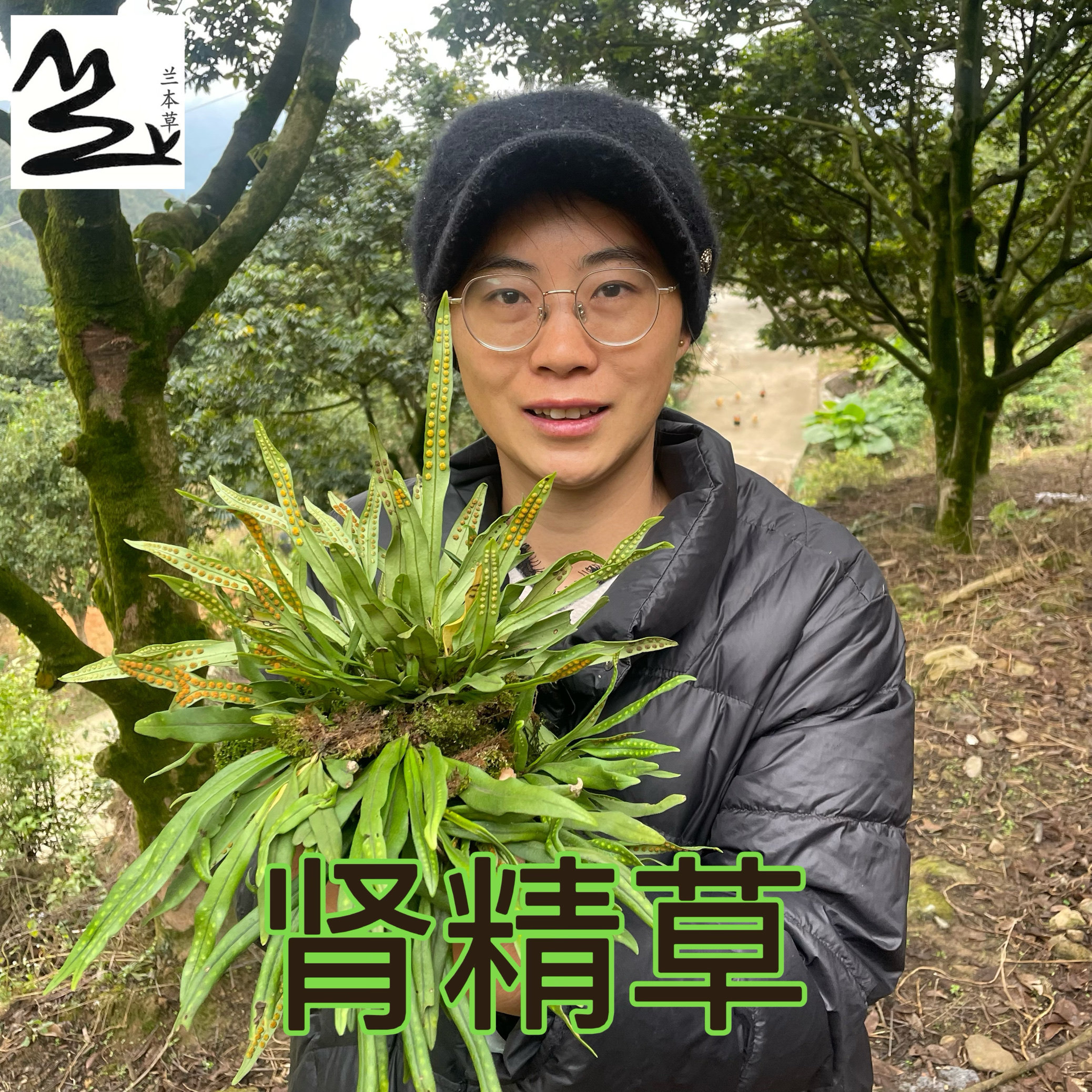 肾精草 七星草 瓦苇 刀伤药 小叶骨牌剑丹 中药材250克