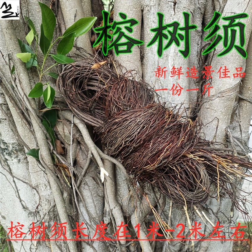 新鲜榕树须 鱼缸装饰 电影道具 布景 半天吊 榕树倒抛根中草药