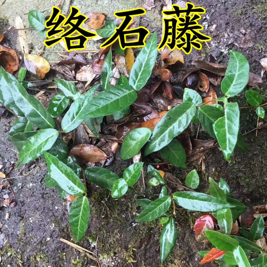 深山野外络石藤 铁骨春根藤 白花藤 红对叶肾 爬山虎 中药材