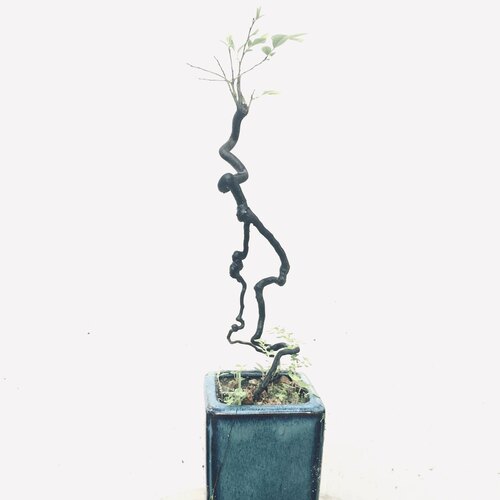 黑骨茶生活品味阳台窗台茶台趣味