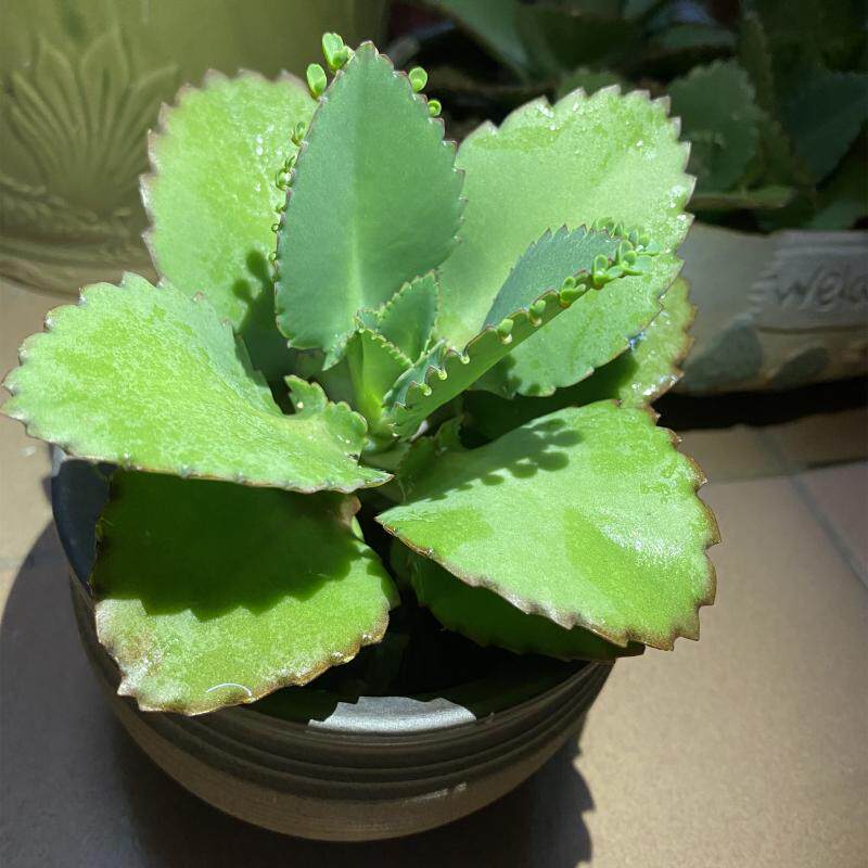 大叶落地生根多肉植物宽叶不死鸟蕾丝公主办公室防辐射绿植盆栽小