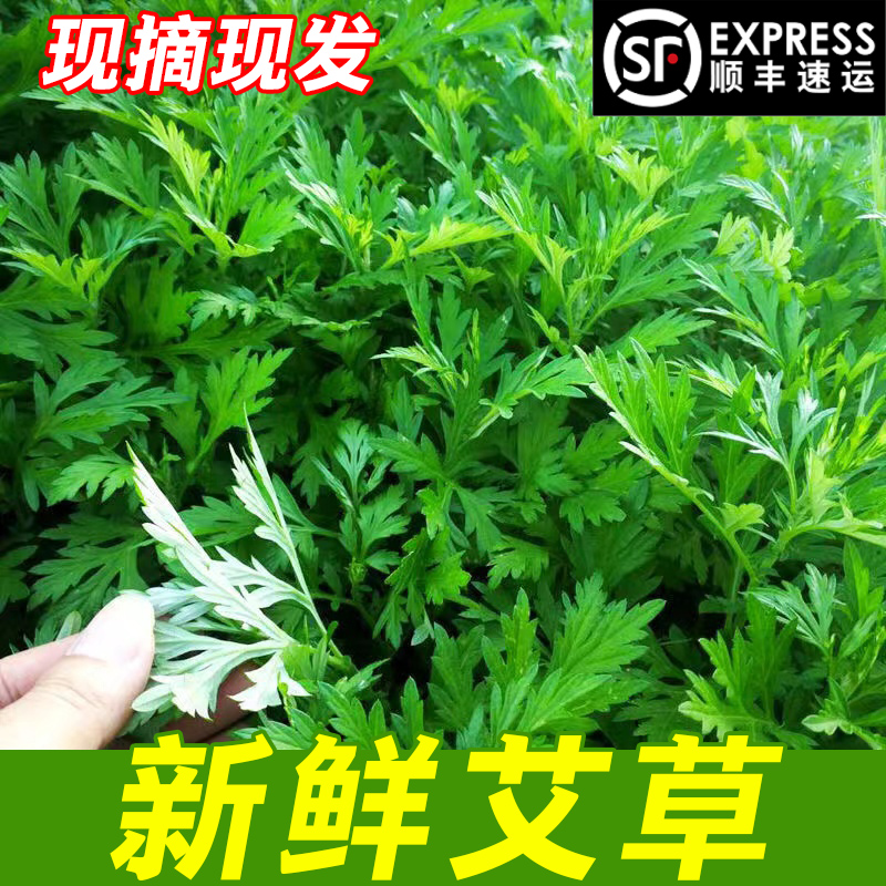 现摘新鲜艾草叶野生艾叶食用嫩田艾艾蒿清明草糍粑艾粄青-封面