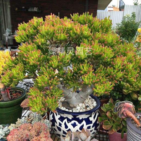 网友分享在meiguo.com的图片