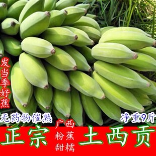 广西西贡蕉粉蕉新鲜香蕉甜糯米蕉5 10斤粉蕉香糯芭蕉牛奶蕉大米蕉